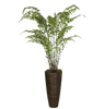Potted fern plant on a white background