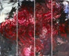 Crimson Bloom