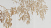 Petoile on White