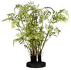 Fern in Earth Frond