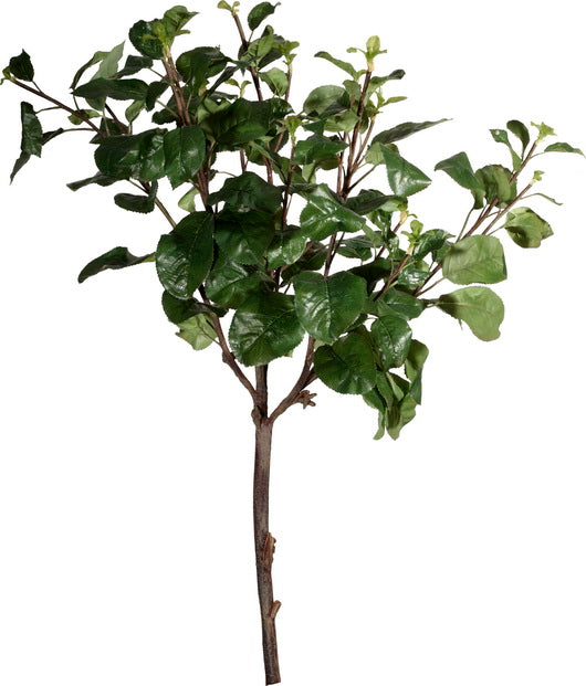 Apple Tree