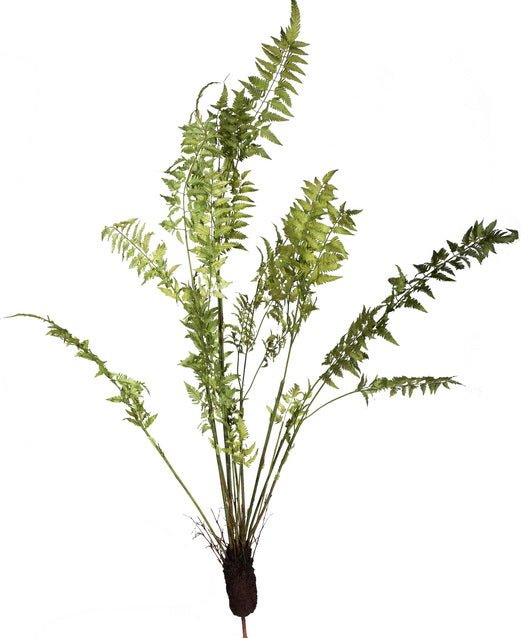 Single Fern in Earth Frond