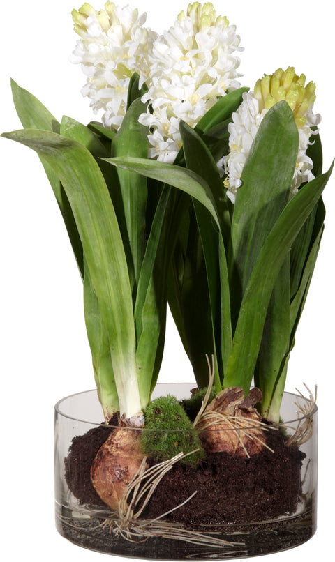 Hyacinth with Soil in Cylinder Vase