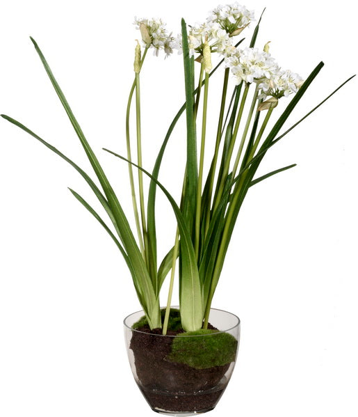 Allium Plants with Soil in Glass Vase