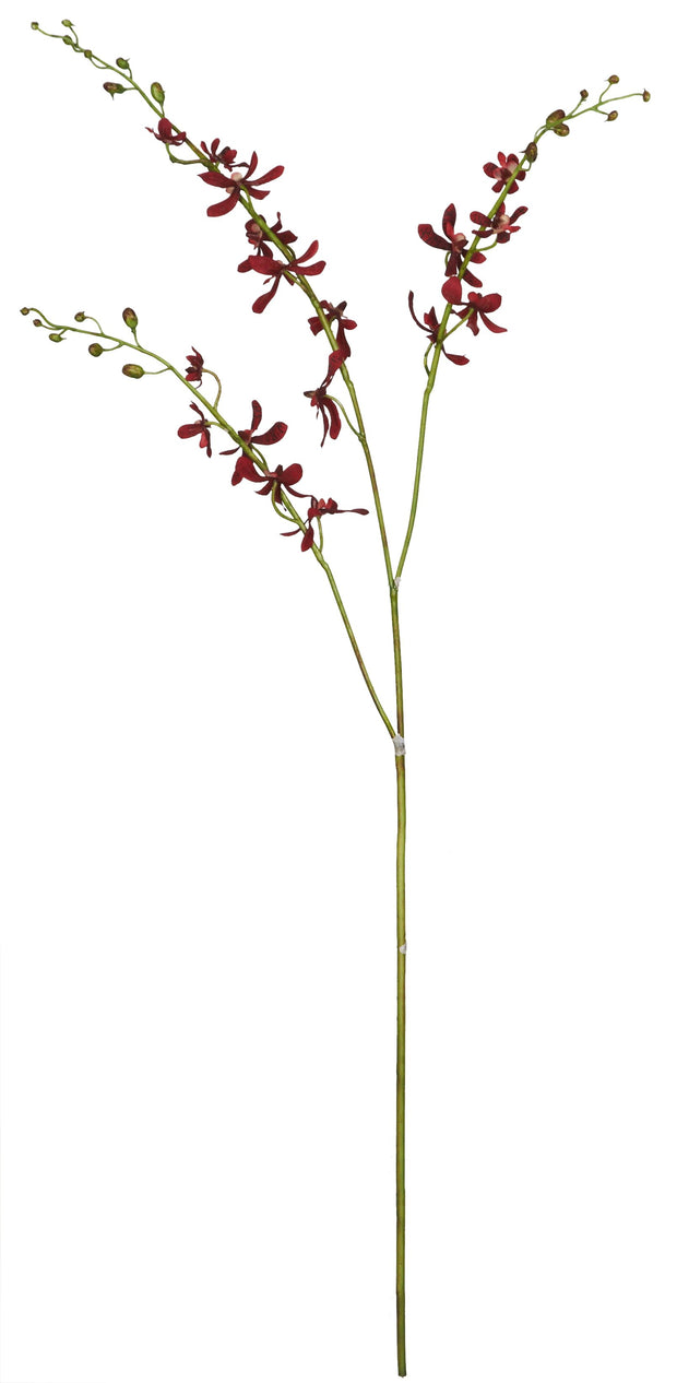 Dendrobium Orchid Stem