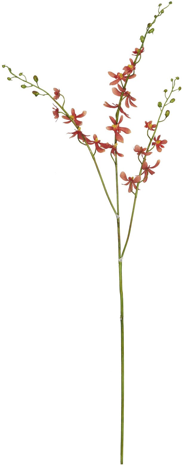 Dendrobium Orchid Stem